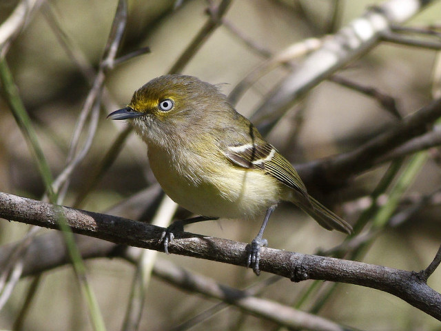 Small bird perched tree branch #8 free wallpaper for desktop - medium preview image