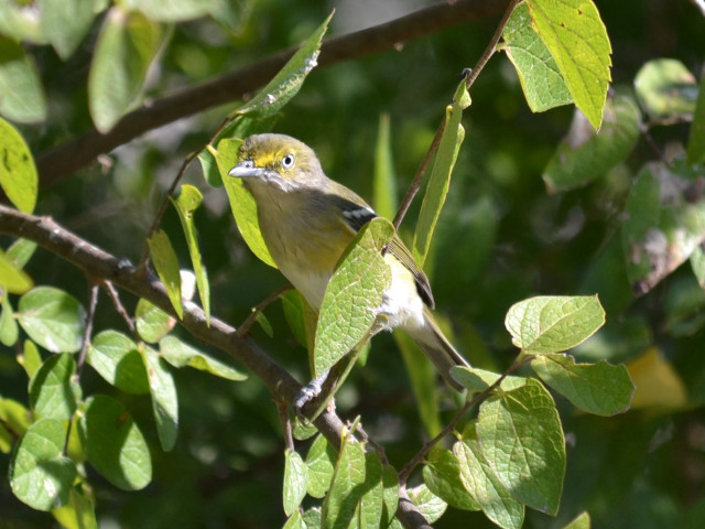 Bird branch tree leaves green free wallpaper for desktop - medium preview image