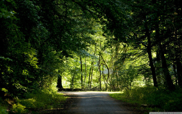 Road trees grass light end free wallpaper for desktop - medium preview image