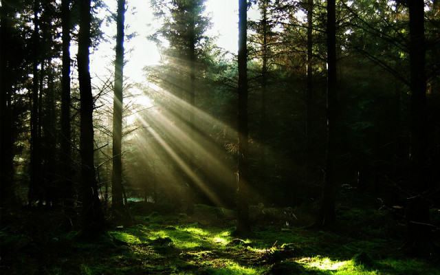 Sunbeam forest trees grass sunlight free wallpaper for desktop - medium preview image
