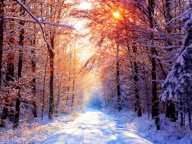 Snowy road trees snow sunlight free wallpaper for desktop - medium preview image