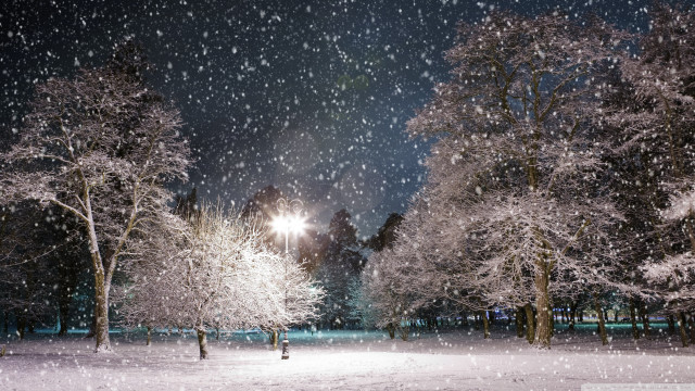 Snowy night park trees lights #2 free wallpaper for desktop - medium preview image