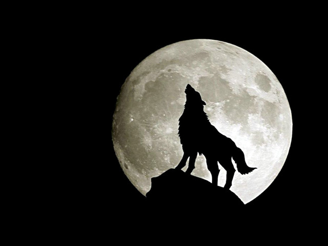 Wolf rock fullmoon blacksky night free wallpaper for desktop - medium preview image