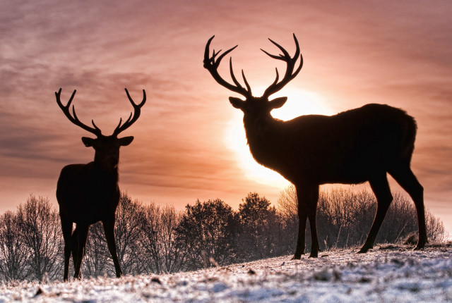 Two deer snow sunset trees #2 free wallpaper for desktop - medium preview image