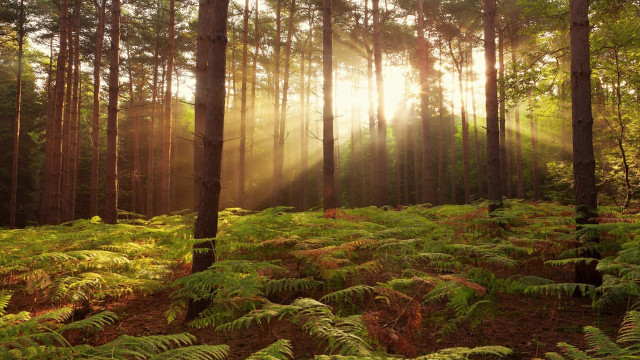 Forest trees ferns sunbeam sunlight free wallpaper for desktop - medium preview image