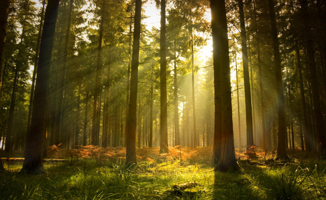 Sunlight through forest trees grass free wallpaper for desktop - medium preview image