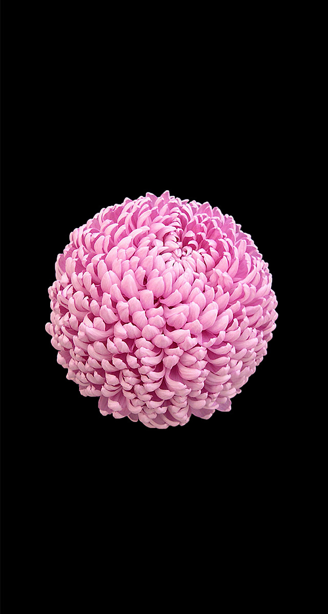 Pink flower black background white free wallpaper for mobile - medium preview image