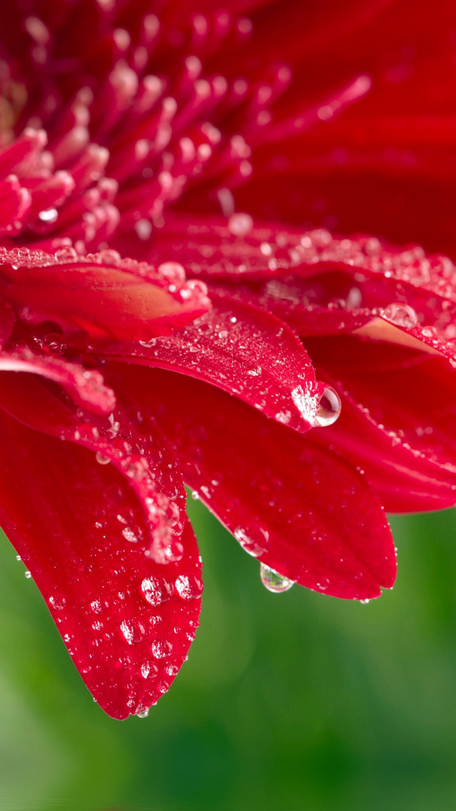 Red flower water droplets petals free wallpaper for mobile - medium preview image