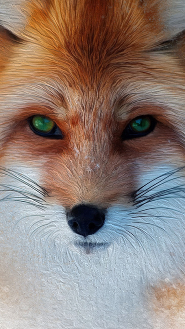 Fox green eyes white nose free wallpaper for mobile - medium preview image