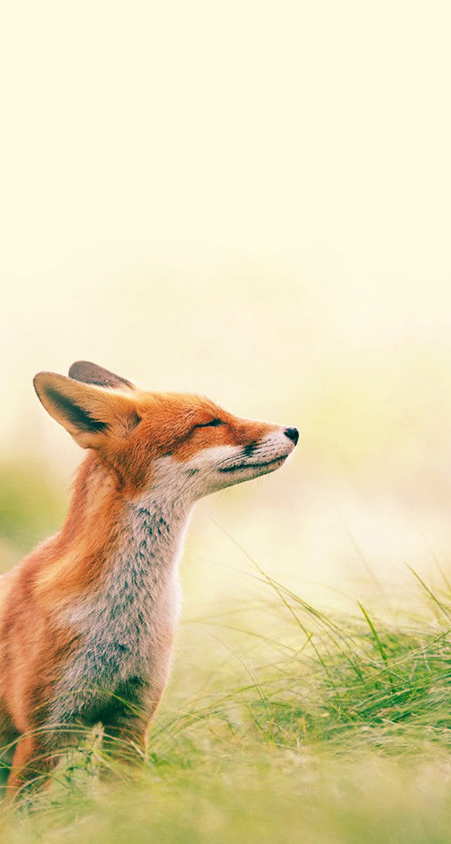 Small fox sitting in grass free wallpaper for mobile - medium preview image