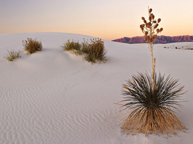 Plant desert mountain sunset dawn free wallpaper for desktop - medium preview image