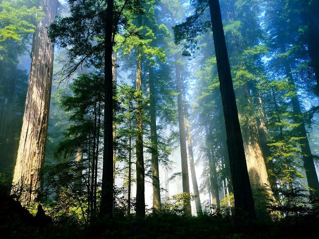 Foggy forest tall trees sunlight free wallpaper for desktop - medium preview image