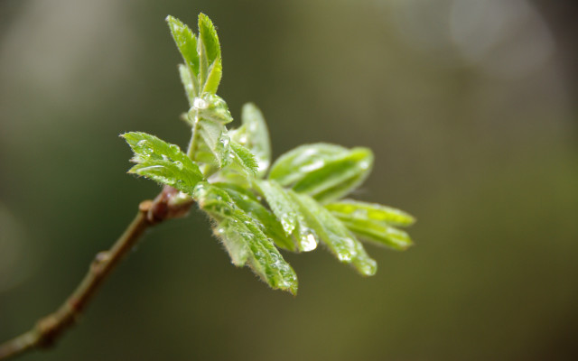 Leaf water droplets macro blurry free wallpaper for desktop - medium preview image