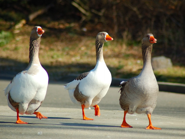Three geese walking street forest free wallpaper for desktop - medium preview image
