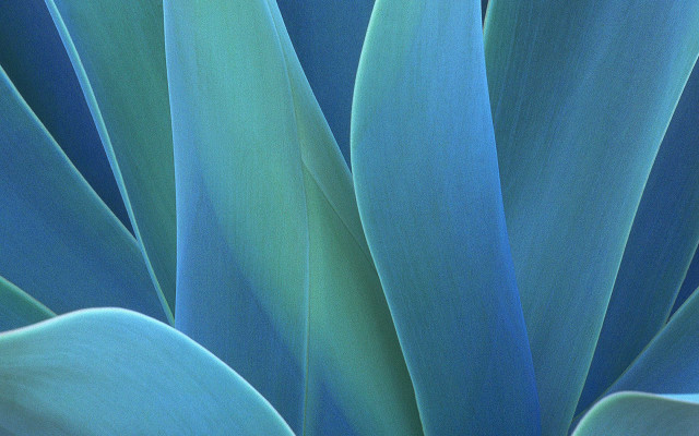 Blue plant green leaves sky #2 free wallpaper for desktop - medium preview image