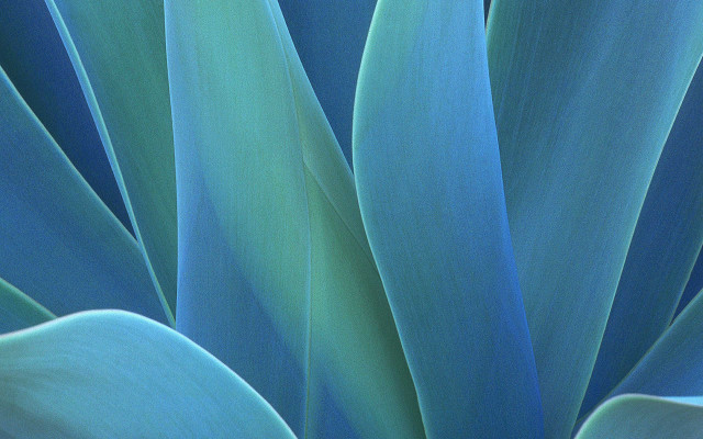 Blue plant green leaves raytraced free wallpaper for desktop - medium preview image