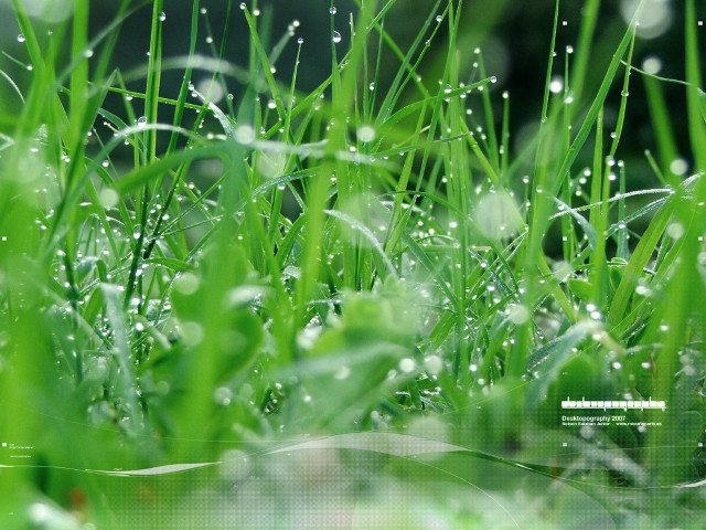 Dew grass macro nature blurry #2 free wallpaper for desktop - medium preview image