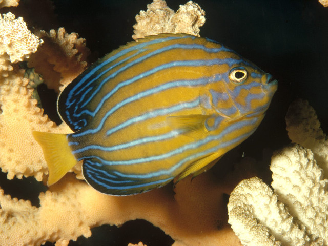 Blue yellow fish coral reef #2 free wallpaper for desktop - medium preview image