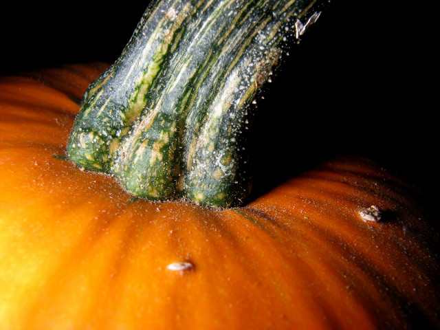 Pumpkin water droplets closeup black #2 free wallpaper for desktop - medium preview image
