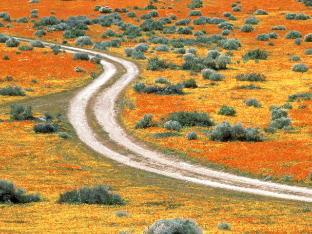 Dirt road orange flowers bushes #3 free wallpaper for desktop - medium preview image