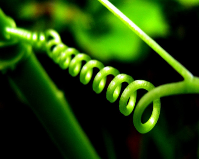 Green plant spiraly stem closeup free wallpaper for desktop - medium preview image