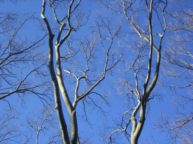 Bare tree blue sky autumn #4 free wallpaper for desktop - medium preview image