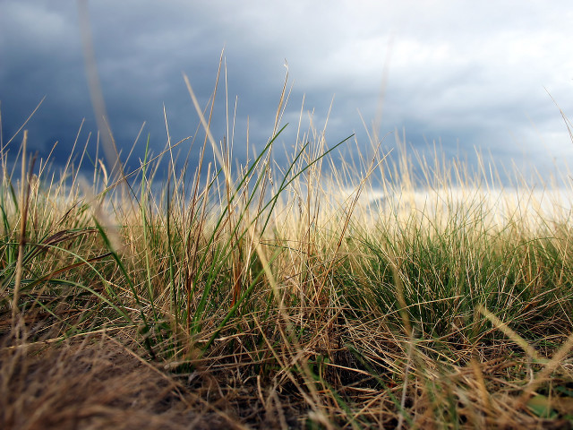Field grass clouds sky blue free wallpaper for desktop - medium preview image
