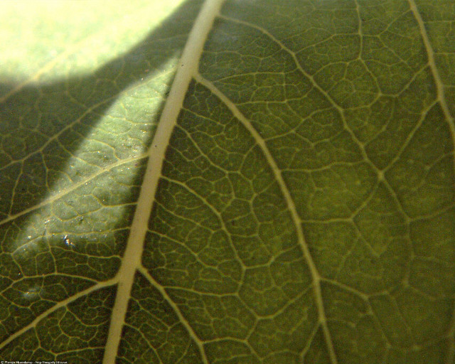 Leaf shadow light photorealism macro free wallpaper for desktop - medium preview image