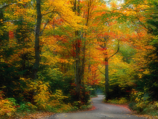 Autumn road trees yellow red #4 free wallpaper for desktop - medium preview image