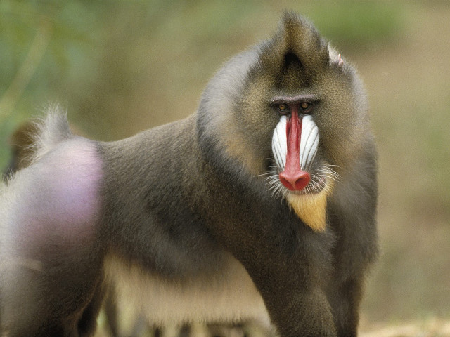 Monkey long tongue red nose #3 free wallpaper for desktop - medium preview image