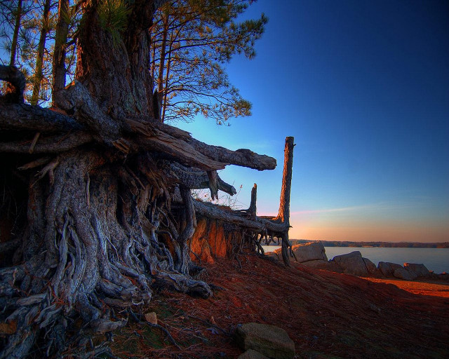 Tree water rocks sky clouds free wallpaper for desktop - medium preview image