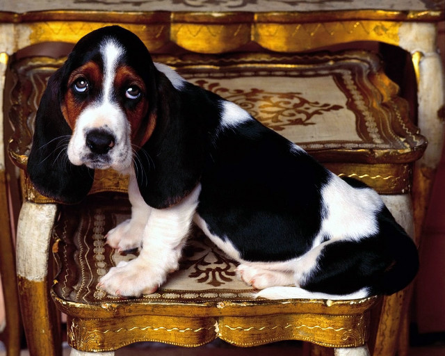 Dog sad chair hand neoclassicism free wallpaper for desktop - medium preview image