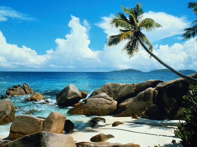 Palm tree beach rocks water free wallpaper for desktop - medium preview image