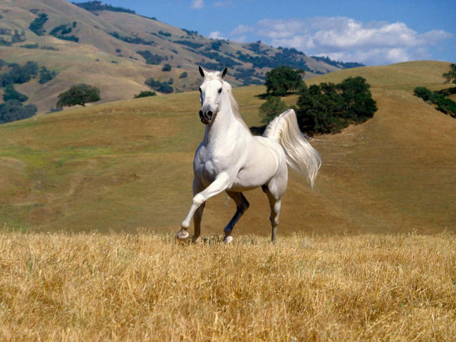 White horse galloping grass hills #2 free wallpaper for desktop - medium preview image