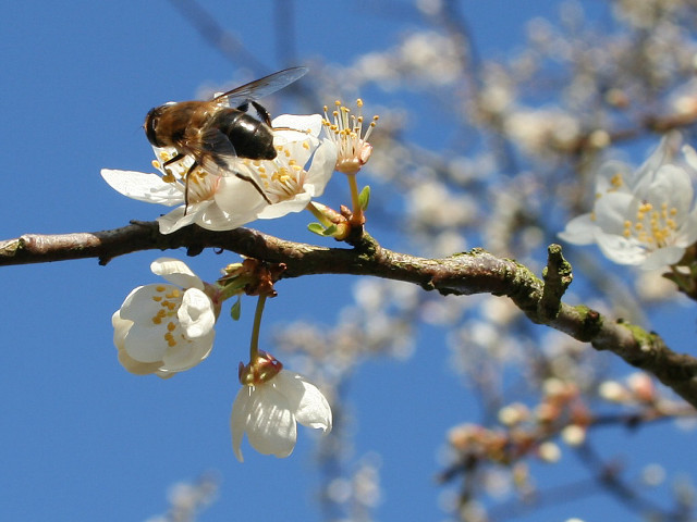 Bee branch white flowers blue free wallpaper for desktop - medium preview image