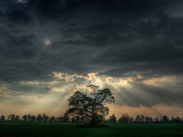 Tree field clouds sunbeams distance free wallpaper for desktop - medium preview image