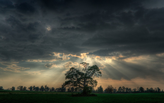 Tree field clouds sun rays #7 free wallpaper for desktop - medium preview image
