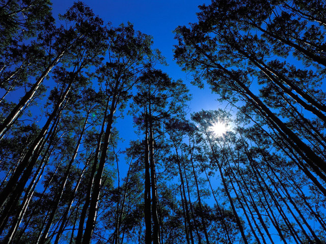 Tall trees sunshine sky nature free wallpaper for desktop - medium preview image
