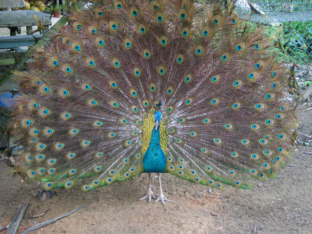 Peacock feathers fanned bench tree #3 free wallpaper for desktop - medium preview image