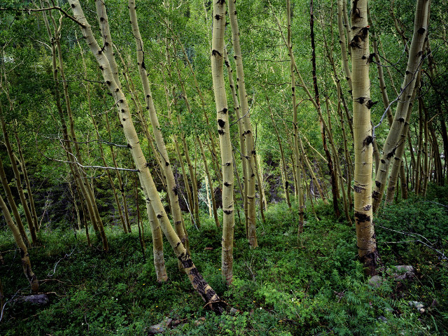 Bamboo forest path park nature free wallpaper for desktop - medium preview image