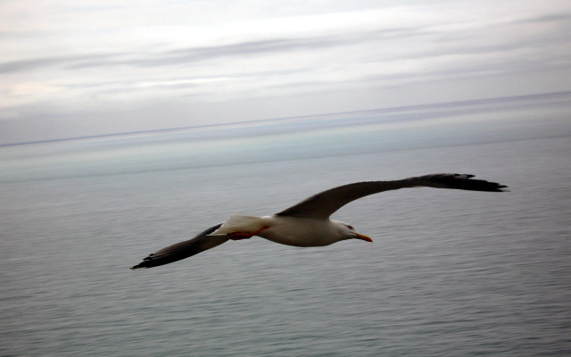 Seagull flying ocean cloudy red free wallpaper for desktop - medium preview image