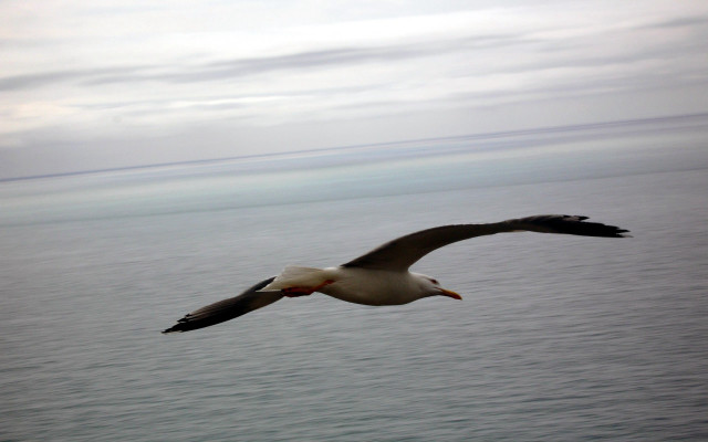 Seagull flying ocean cloudy red #3 free wallpaper for desktop - medium preview image
