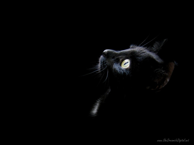 Black cat glowing eyes dark free wallpaper for desktop - medium preview image