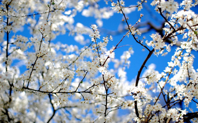 Tree white flowers blue sky free wallpaper for desktop - medium preview image