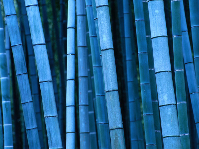 Blue bamboo sticks forest trees free wallpaper for desktop - medium preview image