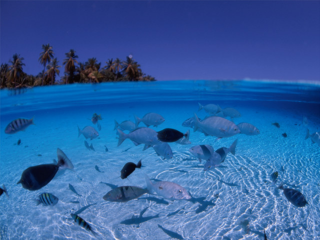 Fish ocean palm island bubble free wallpaper for desktop - medium preview image