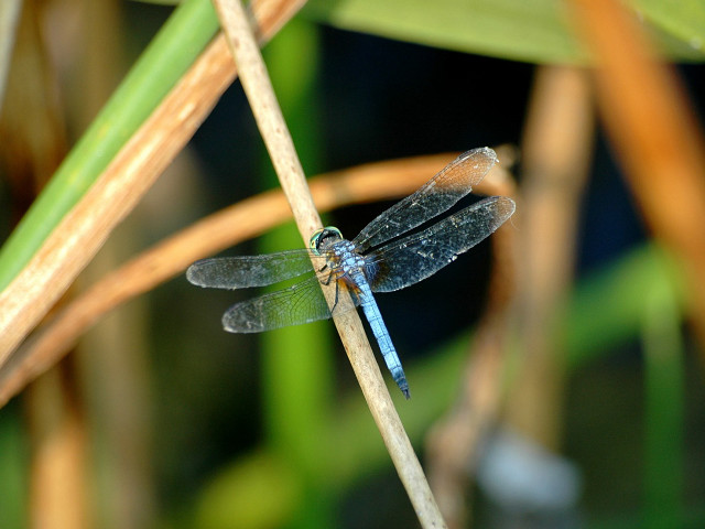 Blue dragonfly plant stem blurry free wallpaper for desktop - medium preview image