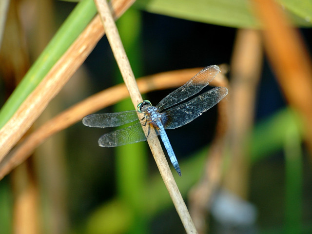 Blue dragonfly resting plant stem free wallpaper for desktop - medium preview image