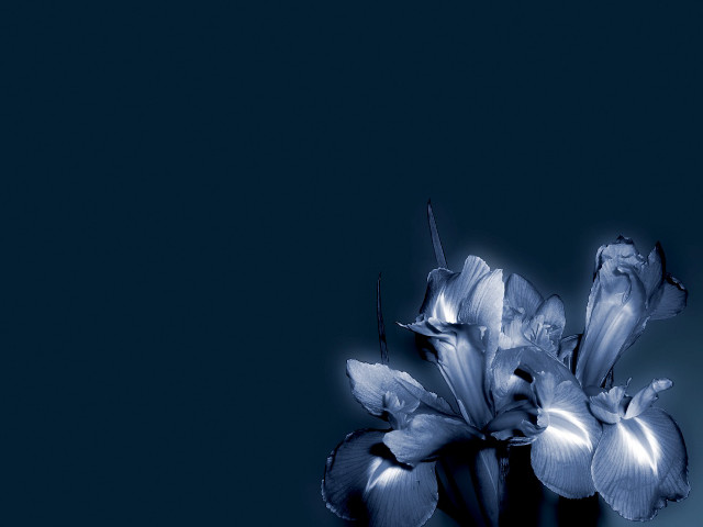 Blue flower vase table blue #2 free wallpaper for desktop - medium preview image