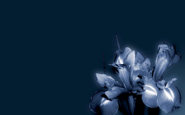Blue flower vase table black #2 free wallpaper for desktop - medium preview image